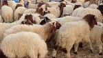 بنزرت: عصابة سرقة المواشي في قبضة الأمن  