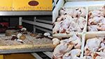 القصرين: حجز حوالي 100 كغ من المرطبات و2 طن من لحوم الدواجن