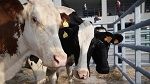 تسجيل إصابة بمرض الجلد العقدي المعدي بالمنستير