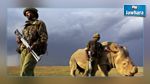 حراسة مسلحة لآخر ذكر وحيد القرن الأبيض في العالم 