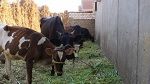 منوبة: 3 إصابات بمرض الجلد العقدي لدى الأبقار