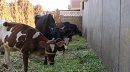 طبرقة.. نفوق أبقار بسبب الحمى القلاعية