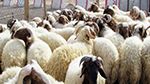 ڨعفور: القبض على 4 أشخاص من أجل سرقة قطيع من الأغنام