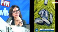 كائنات بحرية غريبة تظهر في شواطئ الوطن القبلي !