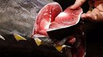 بحّار من طبلبة: 'قرار تنظيم موسم صيد التن الأحمر عاد بنا 10 سنوات إلى الوراء' (فيديو)