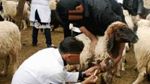 عيد الاضحى: توصيات وزارة الفلاحة لمربّي الماشية 