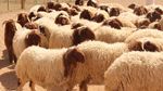 نابل: عدد الأضاحي لا يُلبي الحاجيات والحلّ هو التزوّد من ولايات أخرى