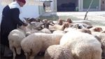 بمناسبة عيد الأضحى: وزارة التجارة تُصدر بلاغا خاصا بالأضاحي