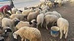 منظمة إرشاد المستهلك تدعو لاقتناء الأضاحي من الفضاءات المنظمة وتجنّب الوسطاء