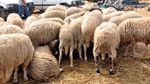 القيروان: 4 نقاط لبيع الأضاحي