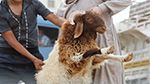 طبيبة بيطريّة: 'علامات تحذيرية يجب الانتباه لها قبل اقتناء خروف العيد' (فيديو)