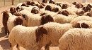 قابس.. ارتفاع أسعار الأضاحي رغم وفرة العرض