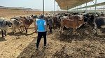 تركيا: إصابة أكثر من 14 ألف شخص خلال ذبح أضاحي العيد