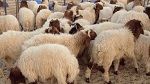 حجز حوالي 745 راس غنم لغرض المضاربة والاحتكار خلال فترة عيد الأضحى