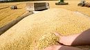 وزير الفلاحة يكشف عن نسبة تغطية الحاجيات الوطنيّة من الحبوب