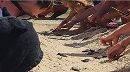 مهددة بالاندثار.. اكتشاف سلاحف بحرية بشاطئ القنطاوي (صور وفيديو)