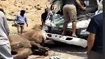 إصابة شخص ونفوق قطيع من الإبل في حادث مرور بقفصة