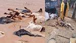 بنزرت: نفوق أكثر من 70 رأس غنم جرّاء السيول الجارفة (فيديو)