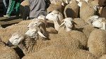 غدا الإثنين: انطلاق بيع الأضاحي في النقاط المنظمة