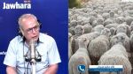 النائب خالد حكيم مبروكي يوضح حقيقة 'الهبة الإيطالية بمليون نعجة' 