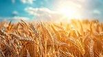 غدا.. دخول فصل الصيف وفق التقويم الفلاحي