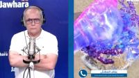 معهد علوم البحار يطمئن: 'رجل الحرب البرتغالي كائن غير قاتل وظهوره عابر'