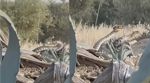 قبلي: انطلاق حملة مكافحة التسمم بالعقارب والثعابين