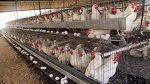 المصالح البيطرية تدعو مربي الدواجن إلى اتخاذ إجراءات عاجلة