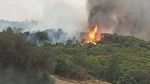 نابل: السيطرة على حريق جبل دلاج هنشير الشادلي