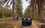 تسجيل اصابات بعنكبوت الغبار في بعض الواحات بسبب موجة الحر