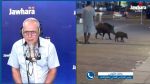 رئيس المجلس المحلّي بحمّام الأنف يكشف أسباب انتشار الخنازير بالجهة