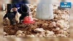 نابل : حجز أكثر من طنين من الديك الرومي والدجاج النافق بمسلخ عشوائي