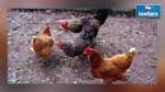 أمريكا : تأجير الدجاج للتغلب على ارتفاع أسعار البيض