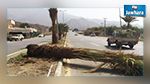  سقوط أكثر من 375 نخلة في حامة الجريد بسبب الرياح 