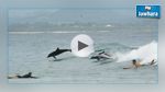 بالفيديو: دلافين تدخل على الخط في استعراض للتزلج على الأمواج
