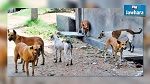 المنستير : 11 مصابا جراء هجوم كلب سائب