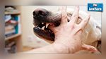 طبيب بيطري : الكلب الذي هاجم 12 شخصا في المنستير مسعور