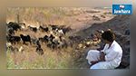 في غياب السلطات : عائلة الشهيد مبروك السلطاني تتوجه إلى الجبل للبحث عن جثة ابنها