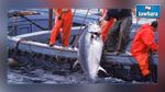 وزارة الفلاحة تتوصل إلى حل بخصوص صيد التن الأحمر بالمنستير