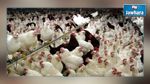 بسبب أنفلونزا الطيور : 8 دول توقف استيراد الدجاج من فرنسا بينها تونس