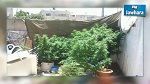 القبض على تونسي يزرع الماريخوانا في بيته 
