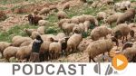     نشرة أخبار منتصف النهار ليوم الأربعاء 17 فيفري 2016