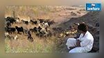 مصدر أمني بالمهدية يقدم توضيحات حول الطفل الراعي 