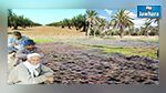 رفع الصبغة الإشتراكية عن الأراضي سيسهم في دفع المبادرة الخاصة