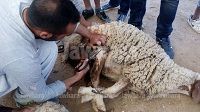 الدورة الثانية لمهرجان الجز بمساكن