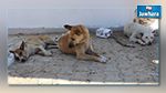مركز لإيواء الكلاب السائبة قريبا !