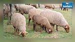 نابل : المندوبية الجهوية للفلاحة تنفي إصابة 50 خروفا بالطاعون 