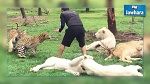 نمر ينقذ شخصا من هجوم فهد !