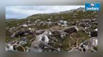 النرويج : عاصفة رعدية تتسبب في نفوق أكثر من 300 من حيوانات الرنة 