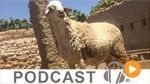 نبّار نيوز ليوم الخميس 8 سبتمبر 2016